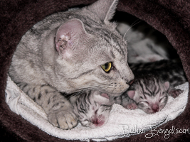 Bengal silber rosetted